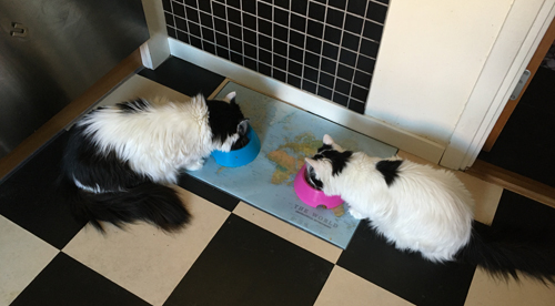 Lucifer och Citrus äter