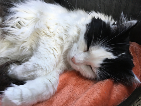 Lucifer sover på filten på balkongen