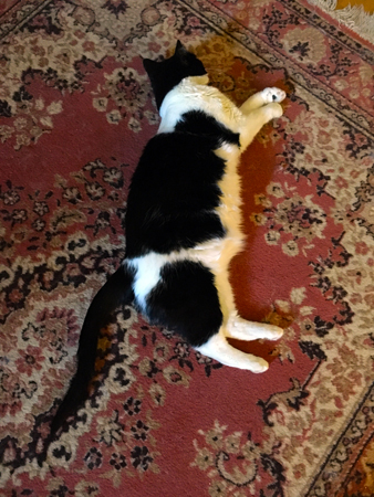 Mini på mattan i Bokrummet