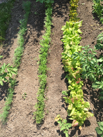 Tre sorters sallad morötter och dill