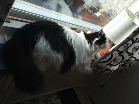 Lucifer i köksfönstret med sned lampskärm