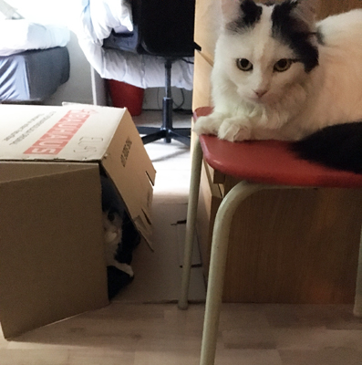 Lucifer i lådan Citrus på en stol