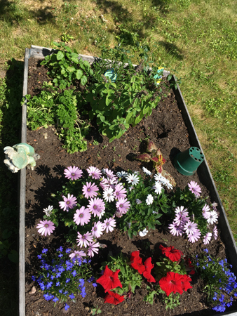 Örter och blommor i pallkrage