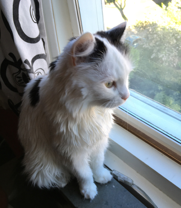 Citrus i köksfönstret