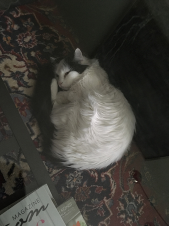 Citrus på golvet intill soffan i vardagsrummet