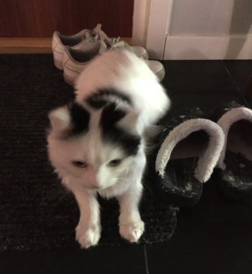 Citrus vid Annas tofflor och skor