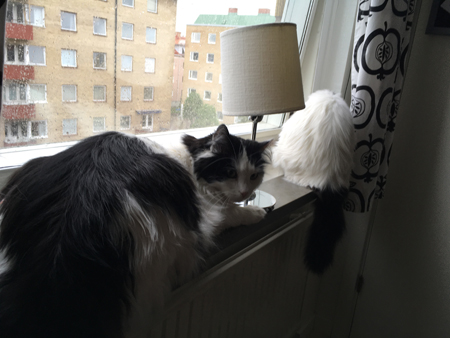 Lucifer och Citrus i köksfönstret