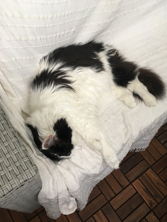 Lucifer sover på balkongsoffan