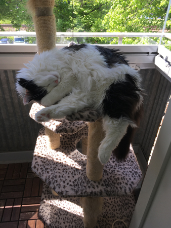 Lucifer sover på klätterpelaren på balkongen