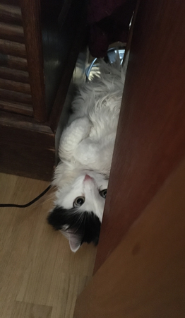 Lucifer under ena skrivbordshurtsen