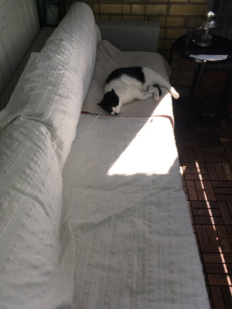 Mini i soffan på balkongen