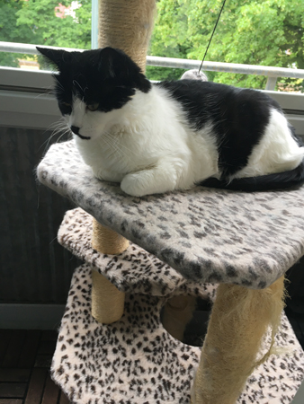 Mini på klätterpelaren