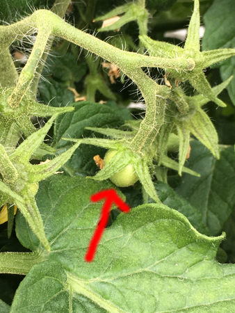 Tomatplanta med en tomat