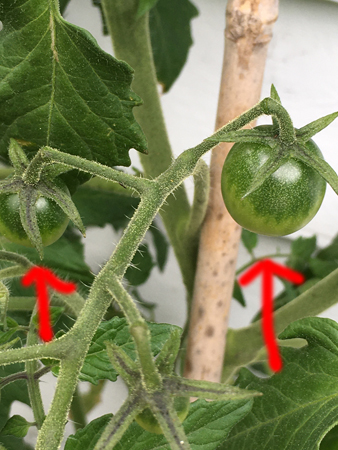 Tomatplanta med två tomater