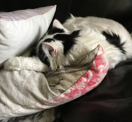 Citrus sover på en soffkudde