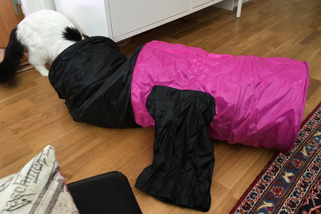 Citrus på väg in i lektunneln