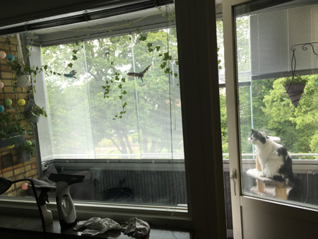 Fönsterputsning vardagsrummet Lucifer övervakar