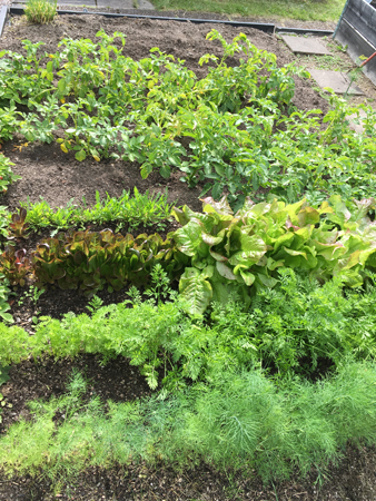 Potatis och grönsaksland