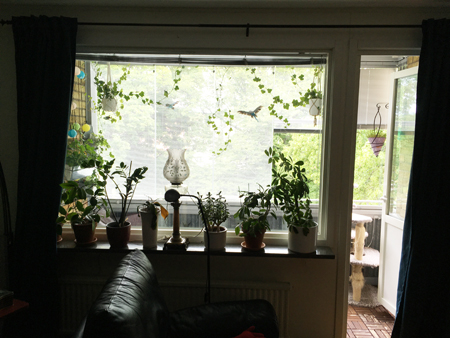 Rent vardagsrumsfönster med växter lampa och gardiner