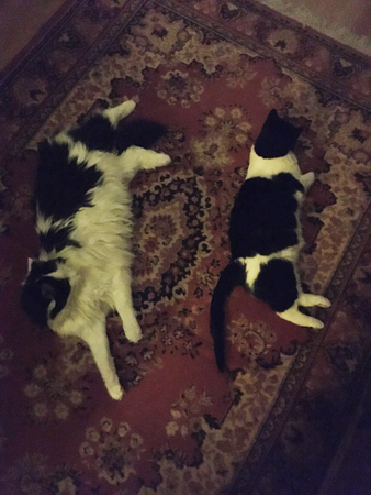 Lucifer och Mini på mattan i Bokrummet