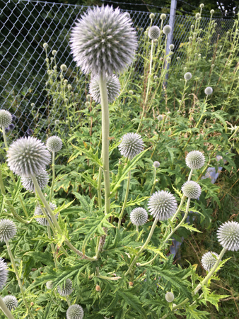 Tistlar på bäg till bilen