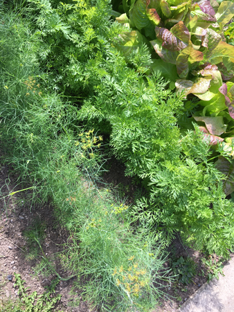 Vårt grönsaksland 26 juli 2020