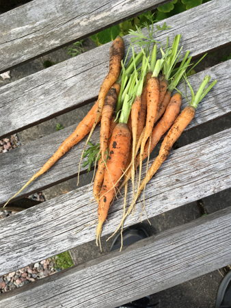 Nyskördade morötter