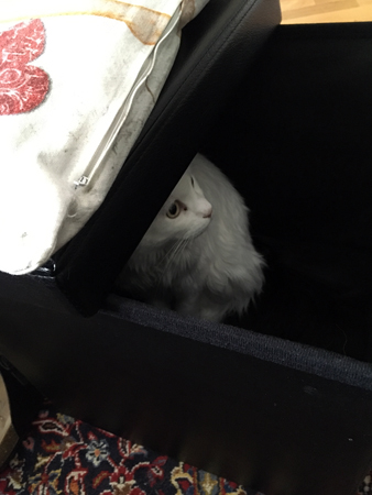 Citrus i min fotpall