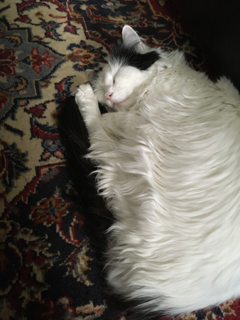 Citrus sover på vardagsrumsmattan intill soffan