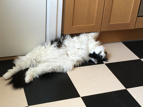 Lucifer ligger i matkö