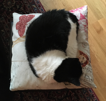 Mini på min fotpall