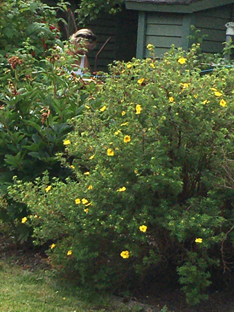 Slottsfrun i hallonbuskarna