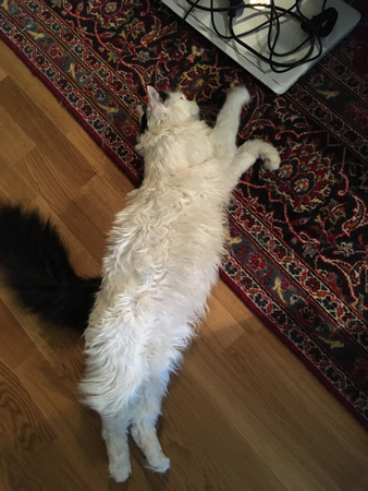 Citrus är nyfiken på Annas dator