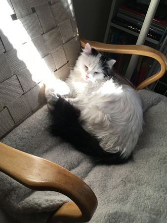 Citrus i solen i Bruno Mathsson