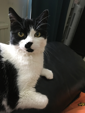 Mini sitter hos mig på fåtöljens armstöd