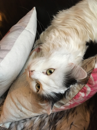 Citrus närbild på kudden