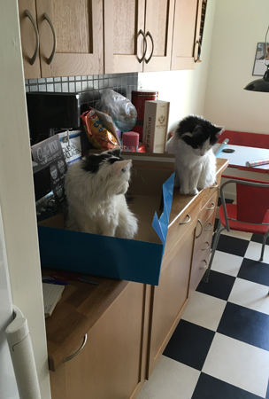 Citrus och Lucifer hjälper Anna packa en låda