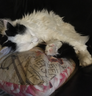 Citrus sover på kudden