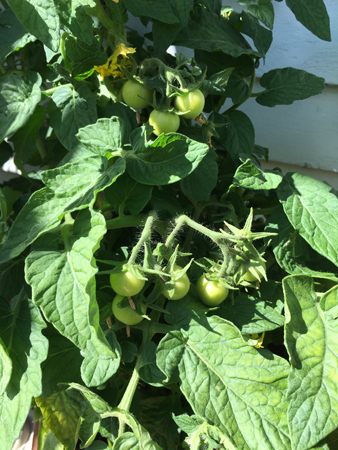 Gröna tomater