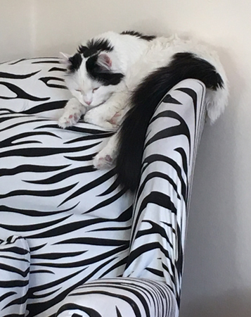 Citrus sover i zebrafåtöljen f d farfarsfåtöljen