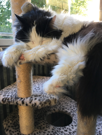 Lucifer sover på klöspelare på balkongen