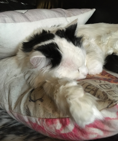 Citrus sover på soffkudden