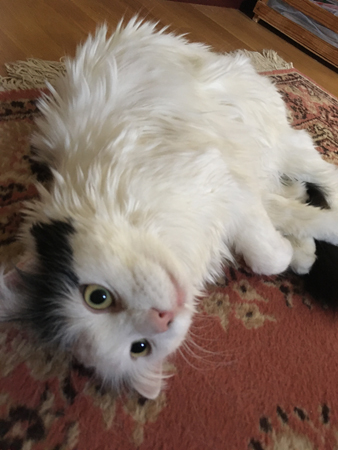 Citrus tittar in i kameran på rygg