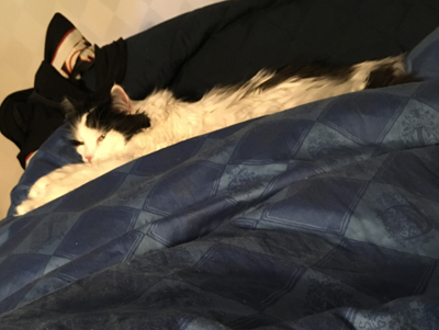 Lucifer vid mina fötter i sängen