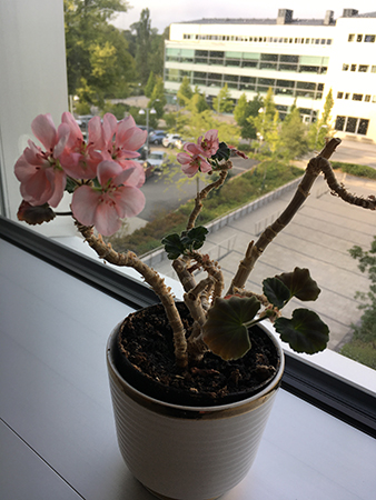 Pelargonen på jobbet