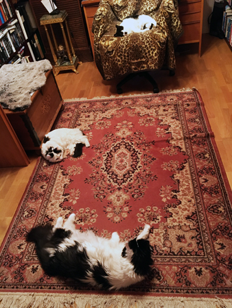 Bokrummet är sovrum för katterna