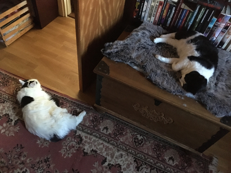 Citrus och Mini i Bokrummet