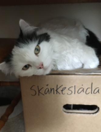 Citrus på skänkeslådan