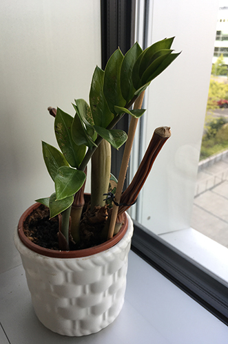 Garderobsblomman på jobbet