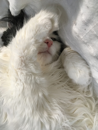 Lucifer med tassen över ena ögat